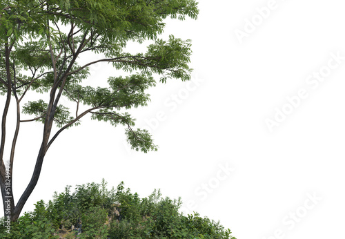 Big trees and shrubs on a white background.