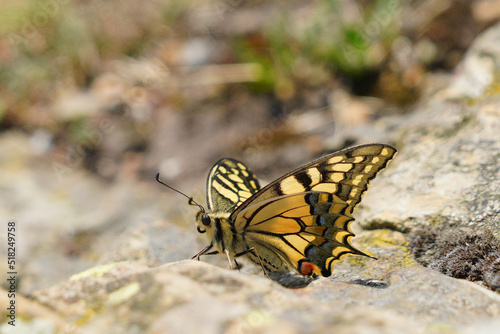 Un papillon machaon posé au sol