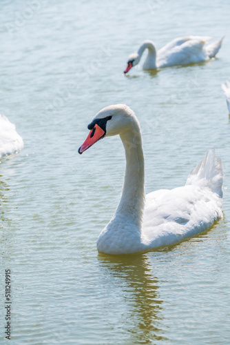 A large flock of graceful white swans swims in the lake.  swans in the wild