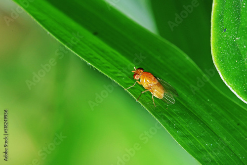A fly insect on green leaf © Sarin