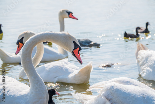 A large flock of graceful white swans swims in the lake.  swans in the wild