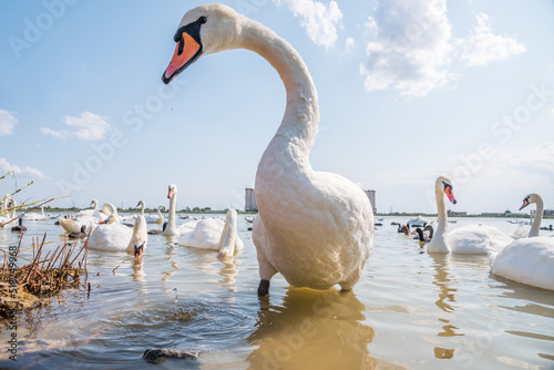 Fototapeta Naklejka Na Ścianę i Meble -  A large flock of graceful white swans swims in the lake., swans in the wild