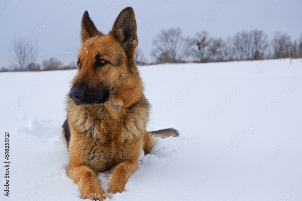 German Shepherd dog lying in the snow. German Shepherd Dog in winter. Dog performs the commands of the owner. German Shepherd dog lying in the snow. German Shepherd Dog in winter. Dog performs the commands of the owner.