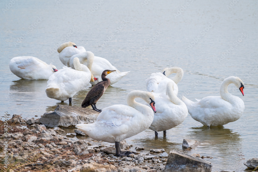 Great cormorant stands among white swans on the lake shore Great cormorant stands among white swans on the lake shore