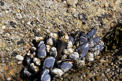 Barnacles on the stone on the beach