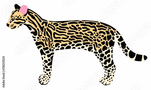 Ocelot realistic vector illustration isolated on white background