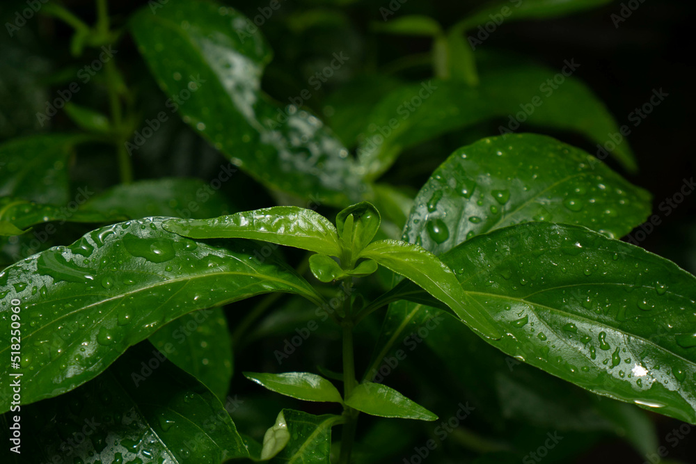 during the rain all day
taking pictures of playing animals during the rain all day
taking pictures of playing animals