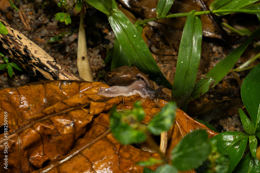 during the rain all day
taking pictures of playing animals during the rain all day
taking pictures of playing animals