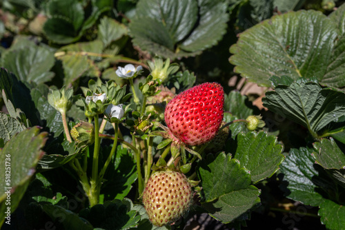 Strawberry field in summer