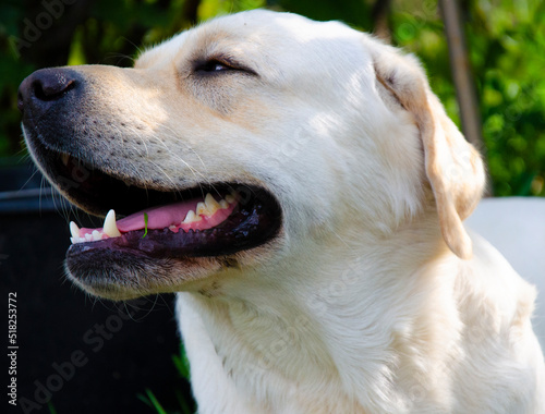 The happy Smiling labrador dog