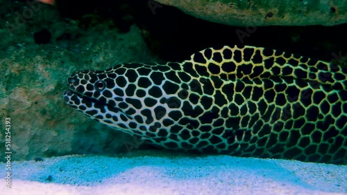 Striking profile shot of Leopard moray eel opening and closing its mouth