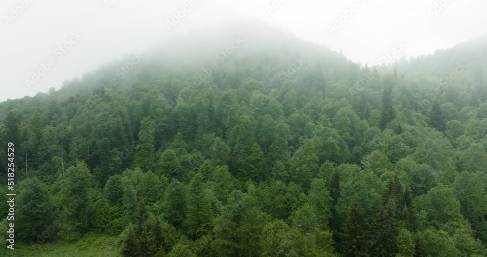 Flying Over Misty Pine Forest Near Ski Resort In Bakuriani, Georgia. Aerial Drone Shot Flying Over Misty Pine Forest Near Ski Resort In Bakuriani, Georgia. Aerial Drone Shot