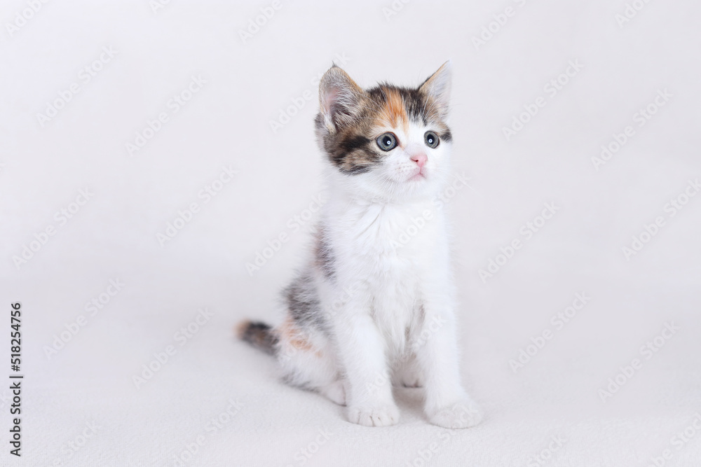 Cat and Kitten on beautiful neutral background perfect for postcards. Cute  Kitten on white plaid at home. Looking at camera. Concept of adorable little pets. Home pet. Cozy home Cat. Copy space