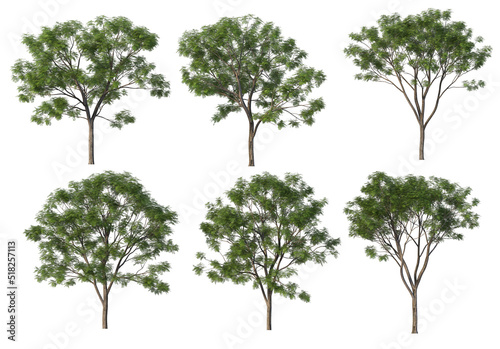 Tree on a white background