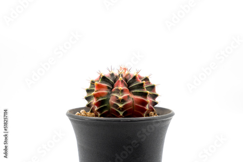 Colorful gymnocalycuim cactus growing in a pot on a white background photo