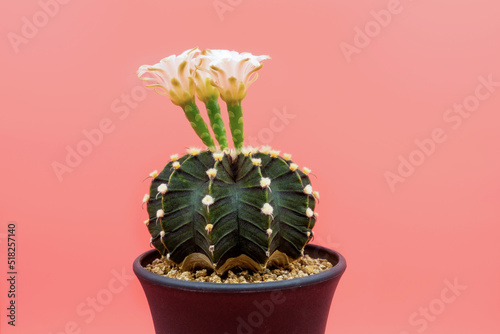 Gymnocalycuim cactus growing in a pot on a pink background photo