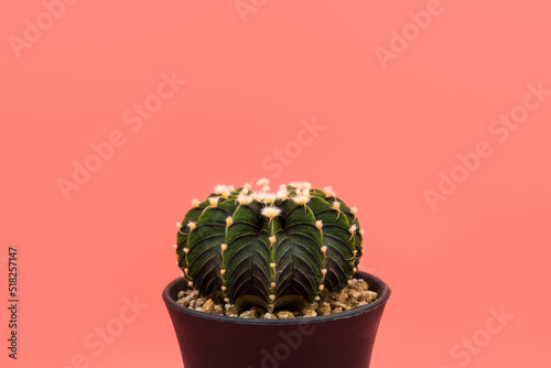 Gymnocalycuim cactus growing in a pot on a pink background photo
