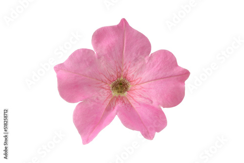 pink flower of hibiscus isolated on white background