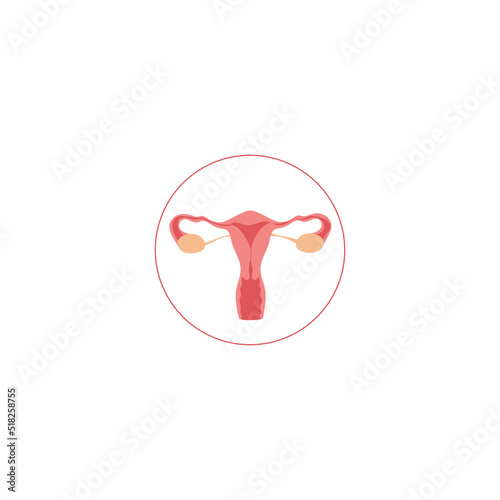 Female reproductive system. Woman organs. Vector illustration isolated