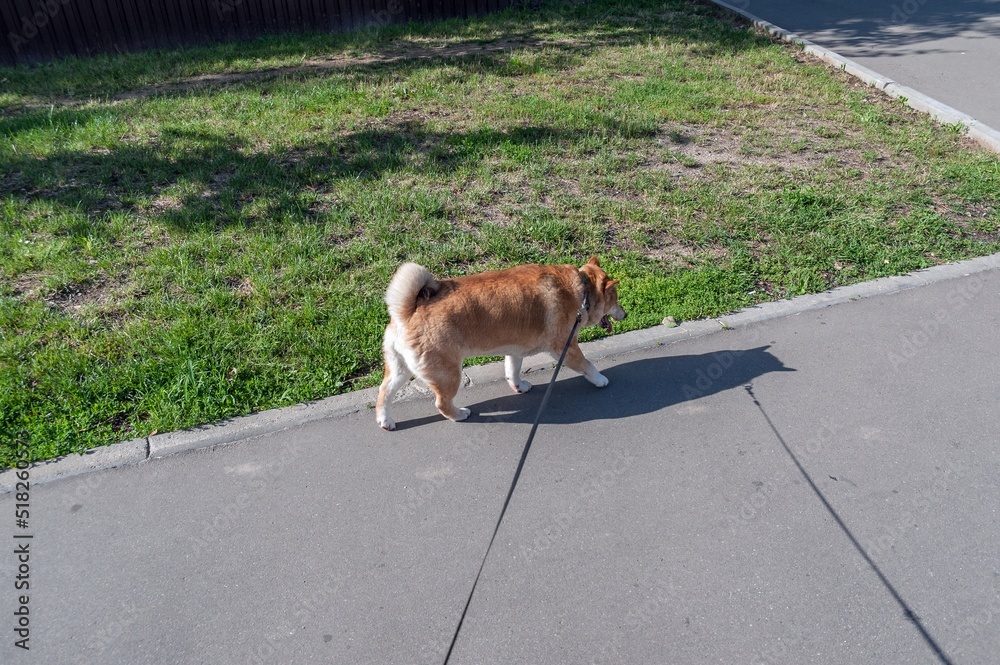 The dog of the Japanese breed Shiba Inu is on a leash