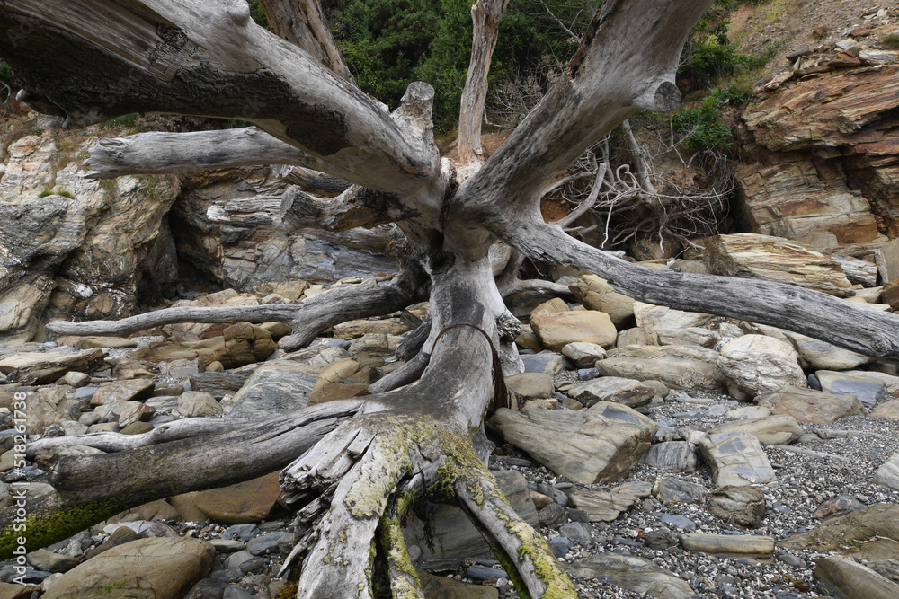 A fallen tree on the beach at Durgan Quay Cornwall A fallen tree on the beach at Durgan Quay Cornwall