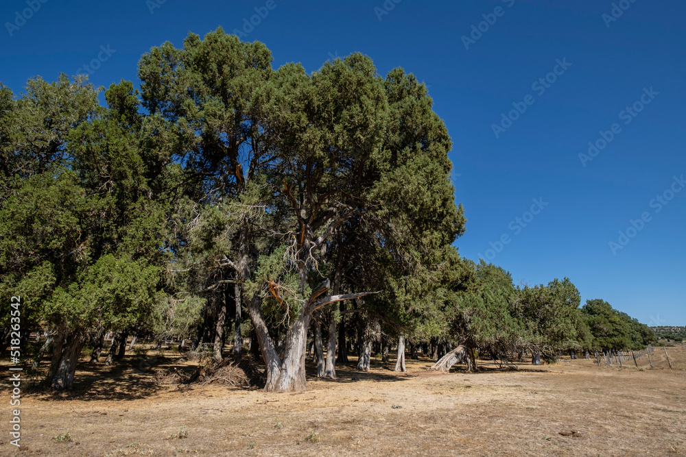 Fototapeta premium sabina albar de cinco guias(Juniperus thurifera), arbol monumental catalogado, Espacio Natural del Sabinar de Calatañazor, Soria, Comunidad Autónoma de Castilla, Spain, Europe