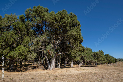 sabina albar de cinco guias(Juniperus thurifera), arbol monumental catalogado, Espacio Natural del Sabinar de Calatañazor, Soria, Comunidad Autónoma de Castilla, Spain, Europe