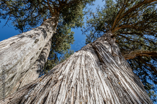 Photos sabina albar de cinco guias(Juniperus thurifera), arbol monumental catalogado,