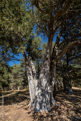 sabina albar de cinco guias(Juniperus thurifera), arbol monumental catalogado,  Espacio Natural del Sabinar de Calatañazor, Soria, Comunidad Autónoma de Castilla, Spain, Europe © Tolo
