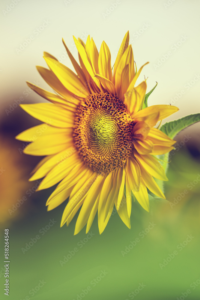 Obraz premium Sonnenblumen im Sonnenuntergang