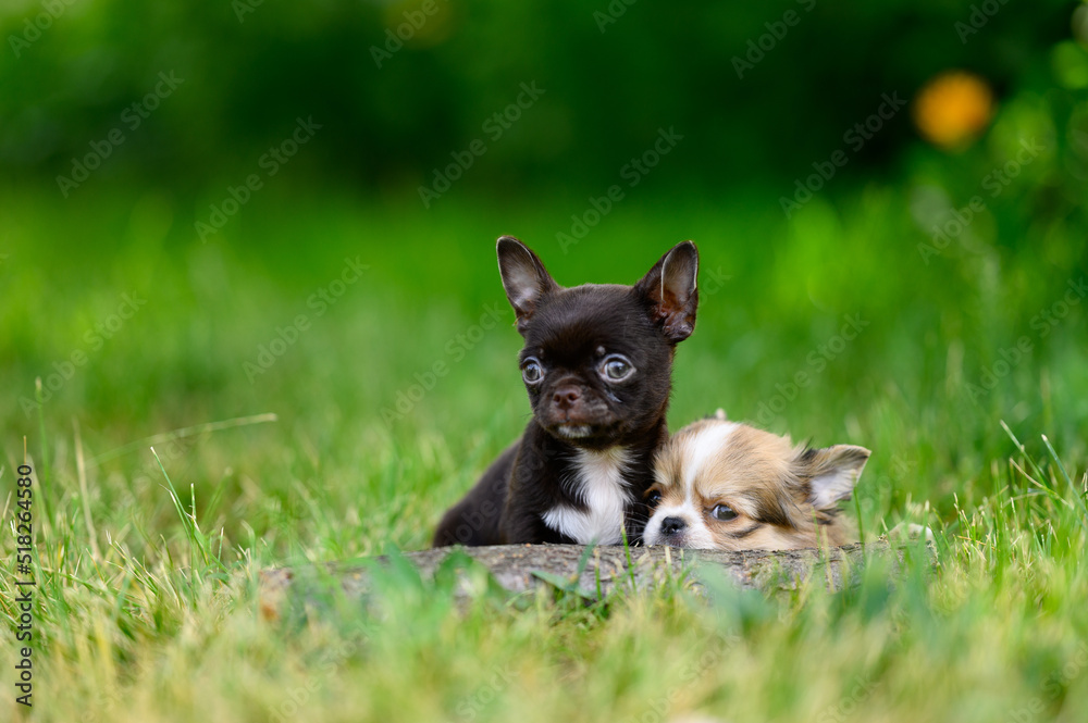 Long-haired Chihuahua Puppy Lies and Sad on Grass. Small Chihuahua Puppy Peeks out From Behind Log