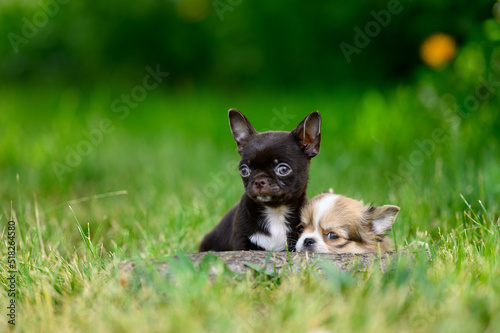 Long-haired Chihuahua Puppy Lies and Sad on Grass. Small Chihuahua Puppy Peeks out From Behind Log © maxfotoadobe