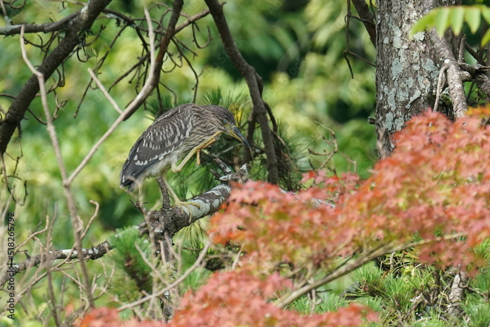 black crowned night heron in a forest