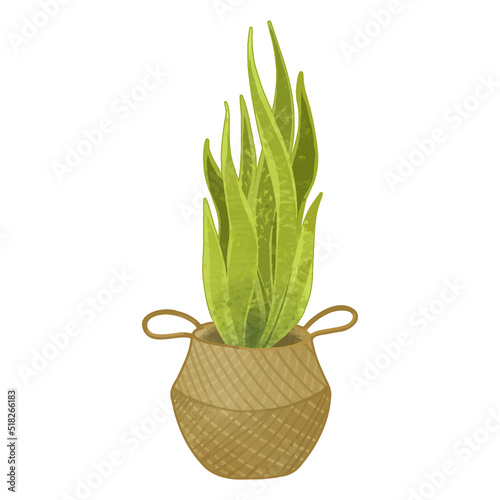 Potted plant, in a basket, hand-drawn, vector illustration