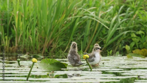 Three hungry hatchlings wait with open mouths to be fed by black stern photo