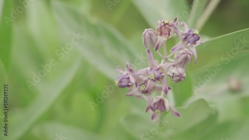 Calotropis gigantea (Giant calotrope, Biduri, crown flower) photo