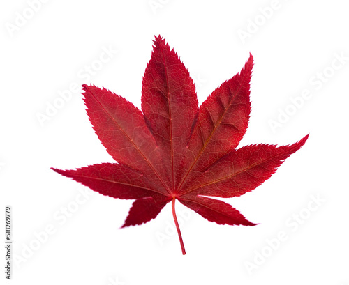 Isolated red leaf on white background