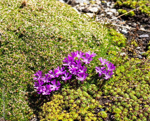 Картината върху платно Purple saxifrage grows in rocky mountains on top of Lomnicky peak