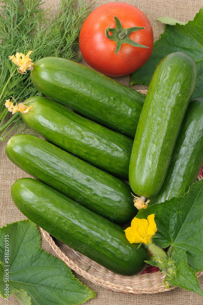 Several fresh cucumbers in a basket Several fresh cucumbers in a basket