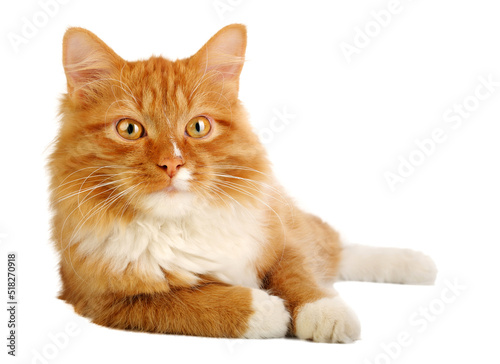 Fototapeta Naklejka Na Ścianę i Meble -  Ginger cat