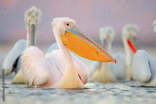 Pelikan różowy photo