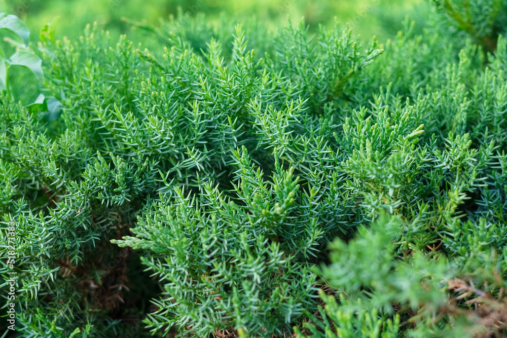 juniper bush without berries close-up juniper bush without berries close-up