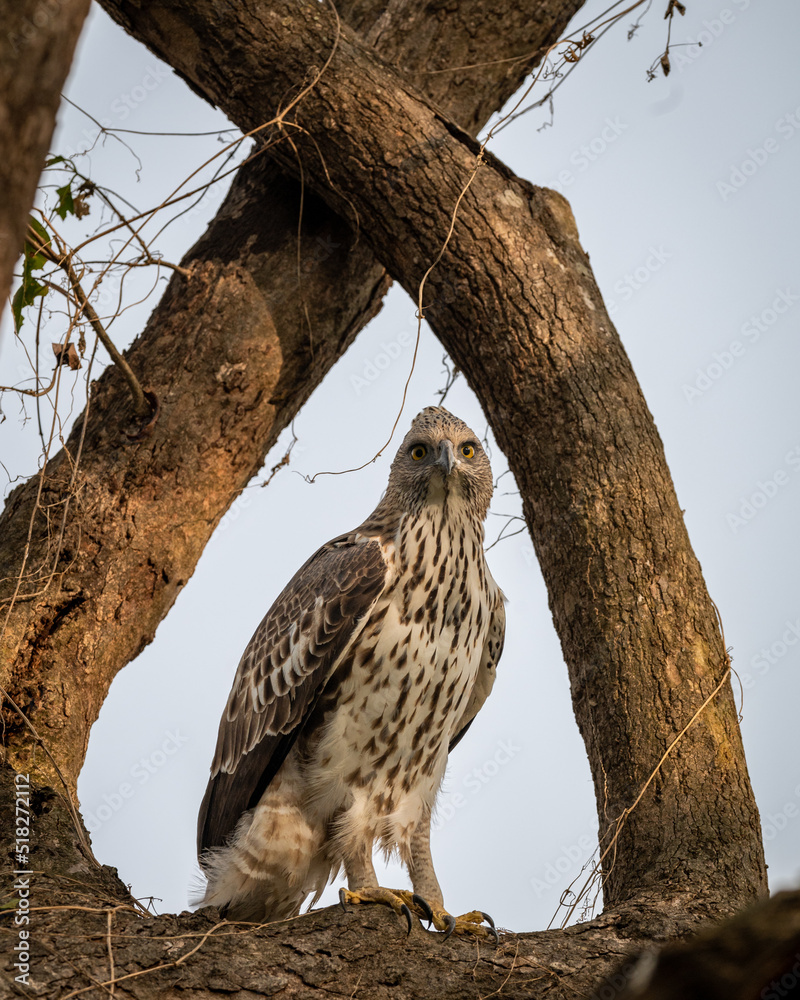 Obraz premium changeable or crested hawk eagle portrait with eye contact perched on tree in natural wood frame at dhikala zone of jim corbett national park or forest reserve uttarakhand india - nisaetus cirrhatus
