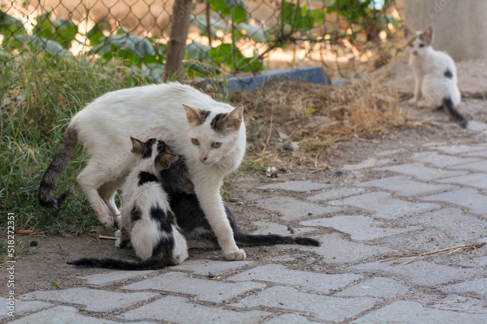 Fototapeta premium mother stray cat breastfeeding her baby