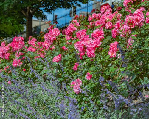 Fototapeta Naklejka Na Ścianę i Meble -  Pink rose growing in a public park