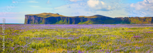 Iceland Blooming Icelandic Purple Lupin Flower Field - Iceland © muratart