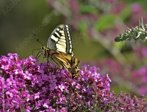 Schwalbenschwanz  Papilio machaon  swallow-tail  swallowtail butterfly © JRG