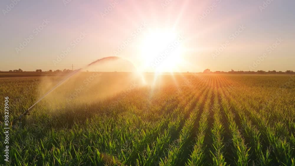 Aerial view drone shot of rain gun sprinkler irrigation system on agricultural corn field at sunset helps to grow plants in the dry season. Landscape, rural scene