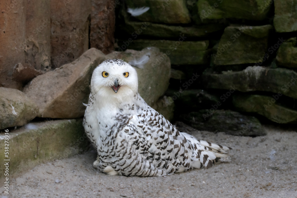 Obraz premium Schnee-Eule im Tierpark Lohberg (Bubo scandiacus)