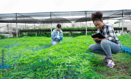 Young African woman hemp farm checking plants and flowers before harvesting. Business agricultural cannabis farm and herbal medicine concept.Seedlings sow seeds alternative medicine farming herb. photo